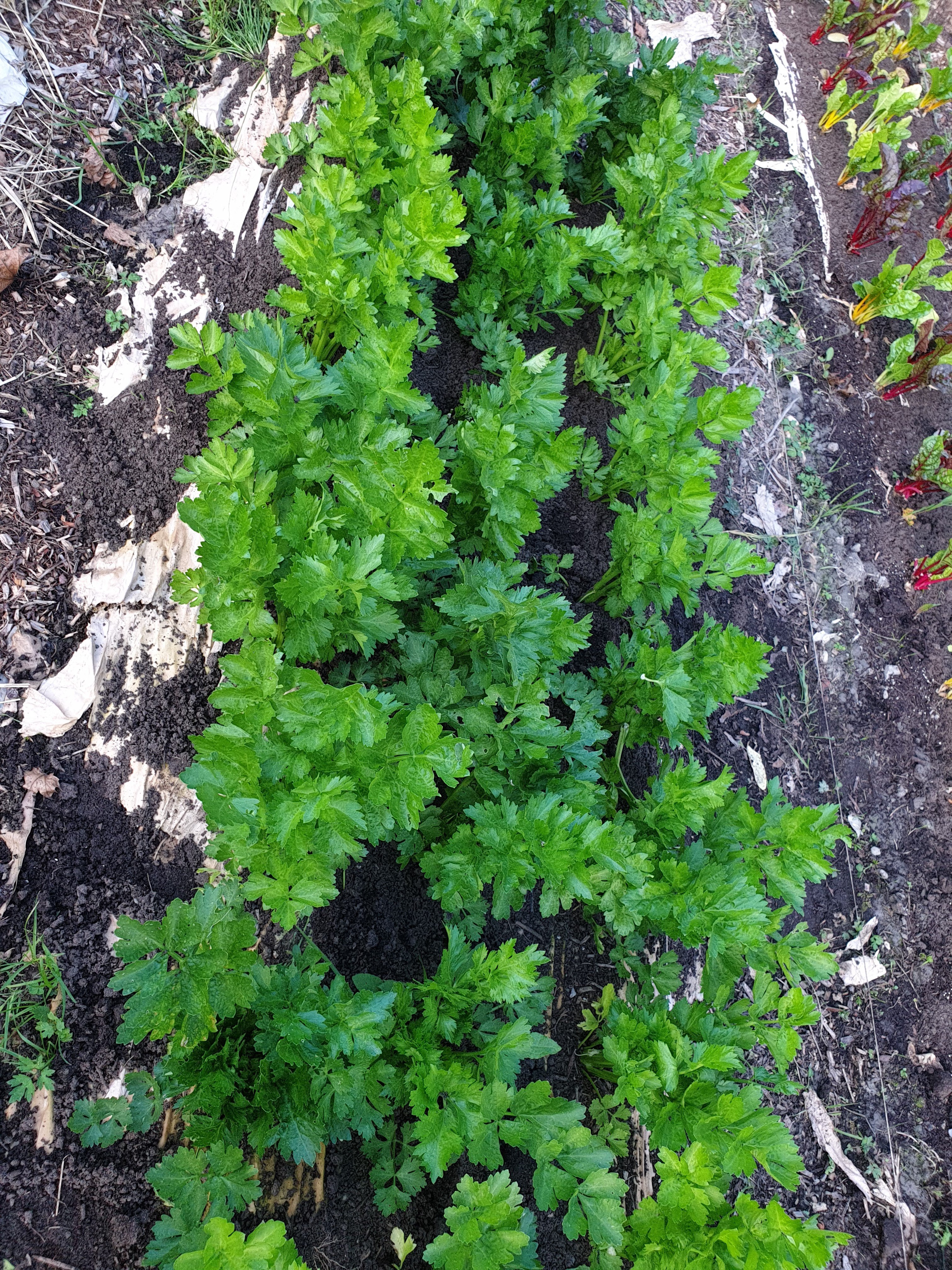 Artikkelbilde til artikkelen Påmelding